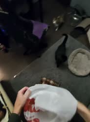 video2025-11-2719-46-50.mp4