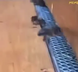 17655847040180.mp4