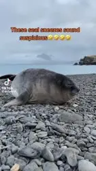 17354935616360.webm