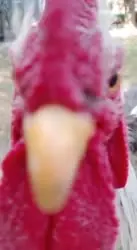 VID20250717101343399.mp4