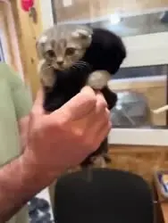17641846060040.mp4