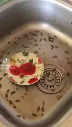 17753203316631853662.mp4