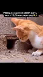 VID20260311180820400.mp4