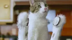 17462192162500.webm