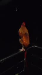 17584817180353.mp4