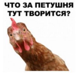 17711384518980496301.png